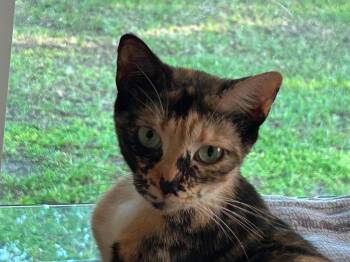 Seraphine -  Domestic Short Hair Cat for Adoption in Sebastian, Florida - Seraphine | PetCurious