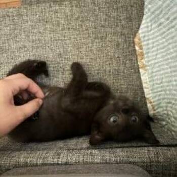 Indigo -  Domestic Short Hair Cat for Adoption in West Palm Beach, Florida - Indigo | PetCurious