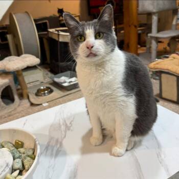 Domestic Short Hair Cats Available for Adoption - Azura | PetCurious