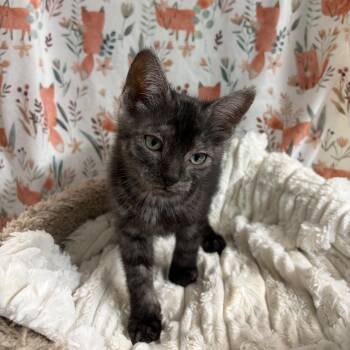 Fizz -  Domestic Short Hair Cat Available for Adoption in Puslinch, Ontario - Fizz | PetCurious