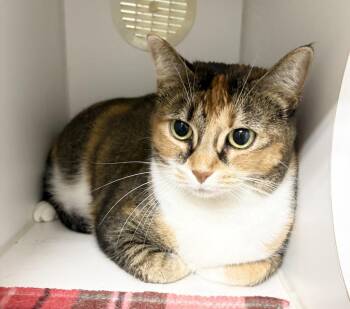 Annie ~ Front Paw Declawed -  Domestic Short Hair Cat for Adoption in Rochester, Indiana - Annie ~ Front Paw Declawed | PetCurious
