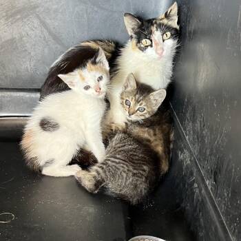 Domestic Short Hair Cats Available for Adoption in Lake Jackson, Texas - Bambi | PetCurious