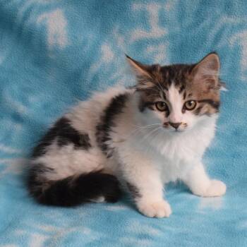 Acadia 52993 -  Domestic Short Hair Cat for Adoption in Eureka, California - Acadia 52993 | PetCurious