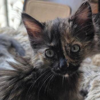 Domestic Short Hair Cats Available for Adoption in Richmond, California - HARMONY | PetCurious