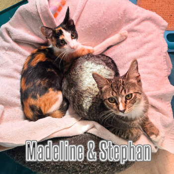 Rescue Domestic Short Hair Cats for Adoption - Stephan | PetCurious