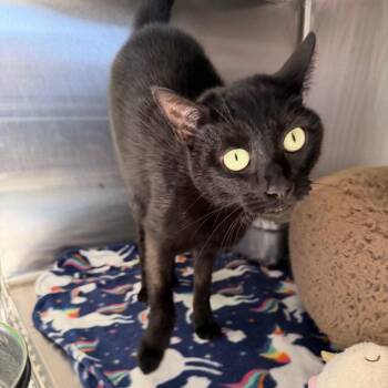 Domestic Short Hair Cats Available for Adoption in Blairsville, Georgia - Luna | PetCurious