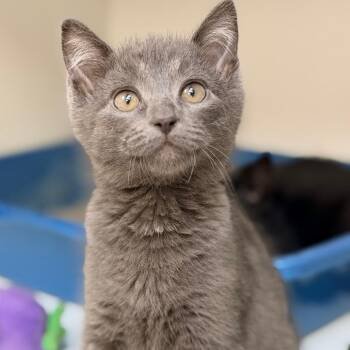 Courage -  Domestic Short Hair Cat Available for Adoption in Champaign, Illinois - Courage | PetCurious