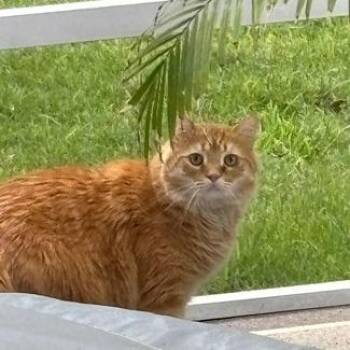 J.R. -  Domestic Medium Hair Cat for Adoption in Lake Panasoffkee, Florida - J.R. | PetCurious