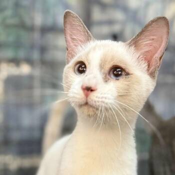 Rescue Siamese and Snowshoe Cats for Adoption in Jackson, Georgia - Gia | PetCurious