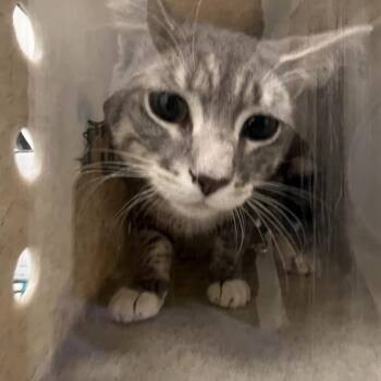 Chubbo -  Domestic Short Hair Cat for Adoption in Philadelphia, Pennsylvania - Chubbo | PetCurious