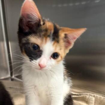 Cumin -  Domestic Short Hair Cat for Adoption in Scituate, Massachusetts - Cumin | PetCurious