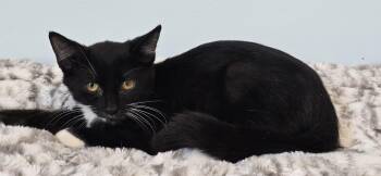 Benny -  Tuxedo Cat for Adoption in Wadsworth, Ohio - Benny | PetCurious