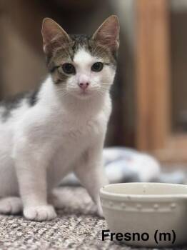 Fresno -  Domestic Short Hair Cat for Adoption in Duxbury, Massachusetts - Fresno | PetCurious
