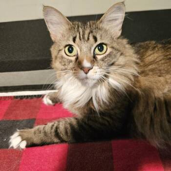 Princess -  Domestic Long Hair Cat for Adoption in Asheville, North Carolina - Princess | PetCurious