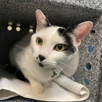 Chispas -  Domestic Short Hair Cat for Adoption in Pasadena, California - Chispas | PetCurious