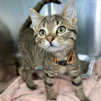 Crypt -  Domestic Medium Hair Cat for Adoption in Matteson, Illinois - Crypt | PetCurious