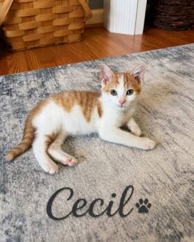 Cecil -  Domestic Short Hair Cat for Adoption in Seven Valleys, Pennsylvania - Cecil | PetCurious
