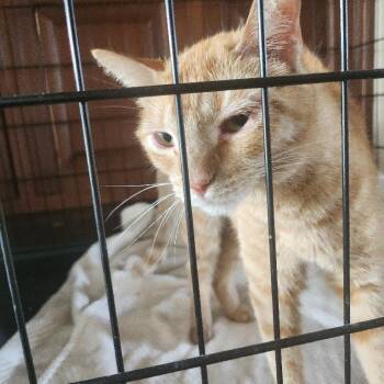 Honey -  Domestic Short Hair Cat for Adoption in Long Beach, California - Honey | PetCurious