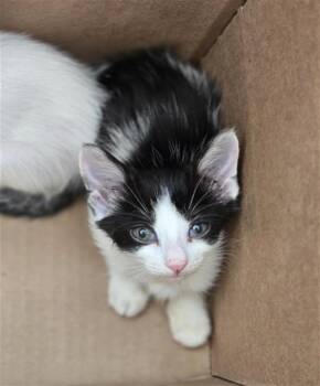 DREAMER -  Domestic Short Hair Cat for Adoption in Dallas, Texas - DREAMER | PetCurious