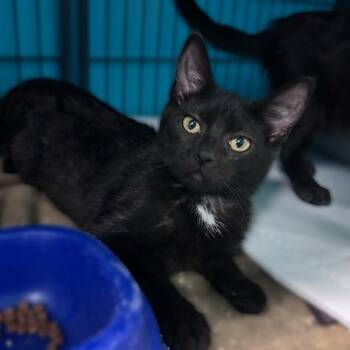 Conan -  Domestic Short Hair Cat for Adoption in Davenport, Iowa - Conan | PetCurious