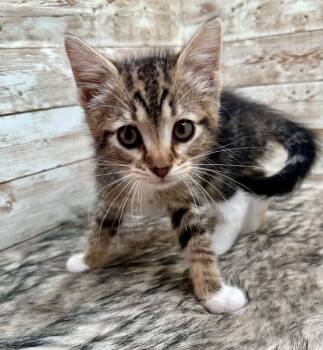 Domestic Short Hair Cats Available for Adoption in Lexington, Kentucky - Carl | PetCurious