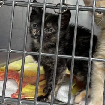 Keropi -  Domestic Short Hair Cat for Adoption in Leander, Texas - Keropi | PetCurious