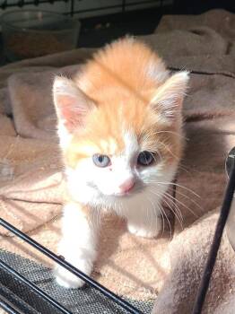 Oaklan -  Domestic Short Hair Cat for Adoption in Portland, Indiana - Oaklan | PetCurious
