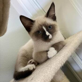 Carlton Hyland -  Domestic Short Hair Cat for Adoption in Eagle Mountain, Utah - Carlton Hyland | PetCurious