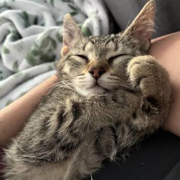 Wobble (Bonded with Weeble) EK 0626 -  Domestic Short Hair Cat for Adoption - Wobble (Bonded With Weeble) EK 0626 | PetCurious