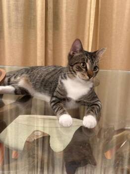 Bootsie -  Domestic Short Hair Cat for Adoption in Fort Worth, Texas - Bootsie | PetCurious