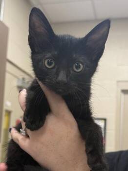 Raven -  Domestic Short Hair Cat for Adoption in Fishers, Indiana - Raven | PetCurious