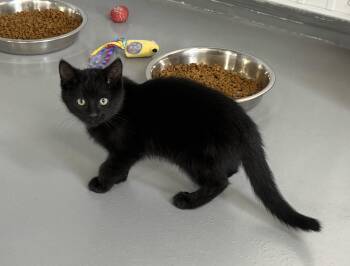 Rescue American Shorthair Cats for Adoption in Big Rapids, Michigan - Zato | PetCurious