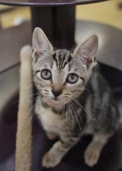 Straw 64547 -  Domestic Short Hair Cat for Adoption in Aiken, South Carolina - Straw 64547 | PetCurious