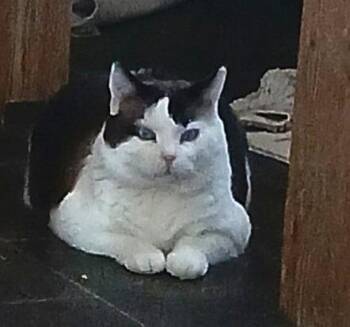 Domestic Short Hair Cats Available for Adoption - Rosco | PetCurious