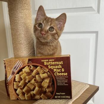 Butternut Squash Mac & Cheese -  Domestic Short Hair Cat for Adoption in Fairfax Station, Virginia - Butternut Squash Mac & Cheese | PetCurious