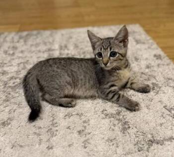 Lynx -  Domestic Short Hair Cat Available for Adoption in Honolulu, Hawaii - Lynx | PetCurious