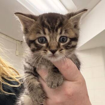 Bixby -  Domestic Short Hair Cat Available for Adoption in Indianapolis, Indiana - Bixby | PetCurious