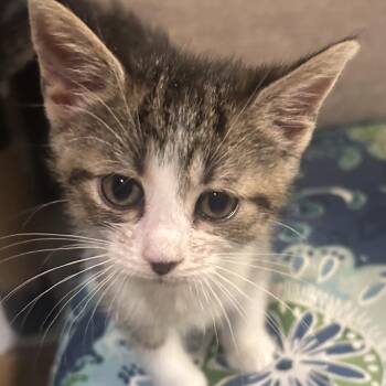 GiGi -  Domestic Short Hair Cat for Adoption in Greensboro, North Carolina - GiGi | PetCurious