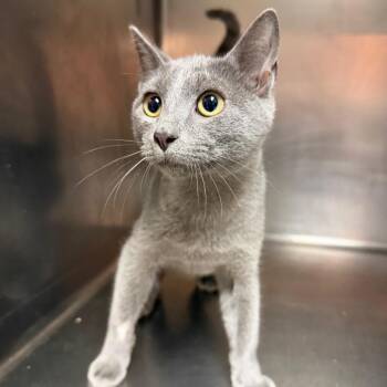 Cashmere 1589 -  Domestic Short Hair Cat for Adoption in Hamilton, Georgia - Cashmere 1589 | PetCurious