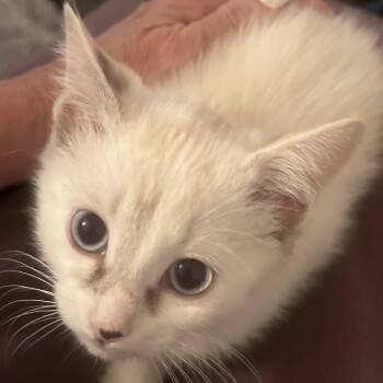 Lolly [and Sherb] -  Domestic Short Hair and Siamese Cat for Adoption in Santa Fe, New Mexico - Lolly [and Sherb] | PetCurious