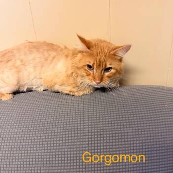 Domestic Long Hair Cats Available for Adoption in Buffalo, Minnesota - Gorgomon *Meet Me At Eden Prairie Petsmart* | PetCurious