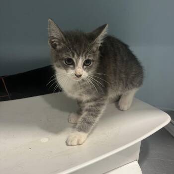 Bubba -  Domestic Short Hair Cat for Adoption in Chattanooga, Tennessee - Bubba | PetCurious