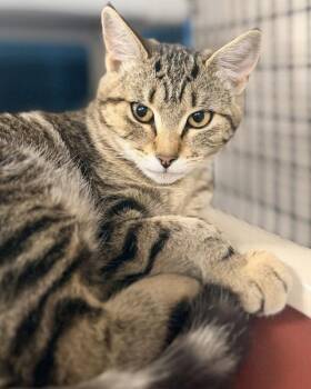 Bubbi -  Domestic Short Hair Cat for Adoption in Novato, California - Bubbi | PetCurious