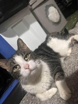 Domestic Short Hair Cats Available for Adoption in Cleveland, Ohio - Drake | PetCurious