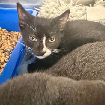 Rescue Domestic Short Hair Cats for Adoption in Port Charlotte, Florida - 1287-C25 | PetCurious