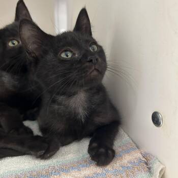 Larry -  Domestic Short Hair Cat for Adoption in La Grange Park, Illinois - Larry | PetCurious