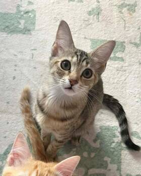 Esther -  American Shorthair Cat for Adoption in Gulfport, Mississippi - Esther | PetCurious