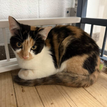 Rescue Domestic Short Hair Cats for Adoption in South Elgin, Illinois - Velma | PetCurious