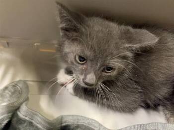 A611483 -  Domestic Short Hair Cat for Adoption in Modesto, California - A611483 | PetCurious