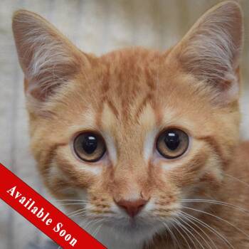 Vinny -  Tabby and Domestic Short Hair Cat for Adoption in Huntley, Illinois - Vinny | PetCurious